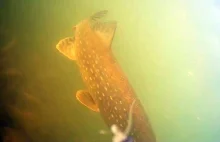 Niesamowite brania szczupaka - kamera podwodna