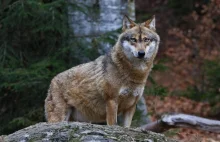 Coraz więcej wilków w Polsce. Rolnicy chcą odstrzału, ekolodzy mówią "nie"