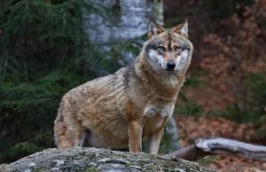 Coraz więcej wilków w Polsce. Rolnicy chcą odstrzału, ekolodzy mówią "nie"