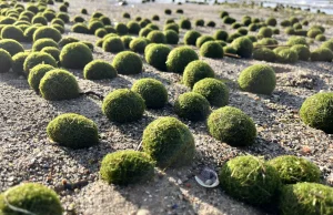 Kozie kulki nad Bałtykiem, czyli na plaży też bywa zielono i ciekawie