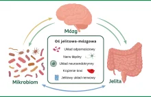 Serotonina jelitowa i mózgowa - dwa odrębne światy jednego mediatora