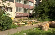 Warszawa. Mieszkańcy prosili o wycinkę. W końcu drzewo runęło na blok
