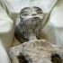 Naukowcy: Mumie kosmitów to tylko figurki z kości