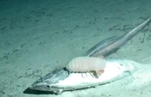 Co się dzieje z martwą rybą na dnie morza?