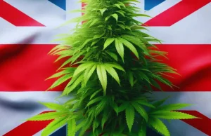 Historyczny moment w UK: Pacjenci otrzymali medyczną marihuanę z krajowej uprawy