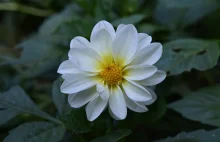 Dalie Peoniowe, Dahlia Bishop - Fotografia Naturalna Bruno Krajski