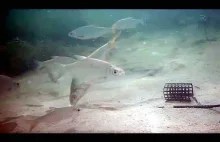 Feeder na rzece pod wodą