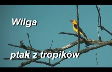 Wilga (Oriolus oriolus) - ptak z tropików