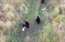 Husky spędza czas z niedzwiedziami