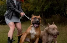 Obowiązkowe OC dla właścicieli psów? Agresywne czworonogi atakują coraz częściej