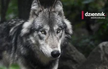 Kłusownicy zabijają wilki. W Sudetach pozostała ledwie garstka tych zwierząt