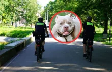 Trzy psy rzuciły się na chłopca. Nagranie z Bogatyni