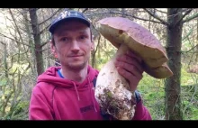 Na grzyby #181 Najpiękniejsze Prawdziwki jakie widziałem BOROWIKI SZOK!