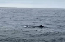 Niespodziewany gość w Bałtyku. Na północ od Zatoki Gdańskiej widziano wieloryba