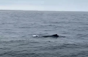 Niespodziewany gość w Bałtyku. Na północ od Zatoki Gdańskiej widziano wieloryba