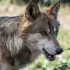 W Niemczech odstrzelą wilki? Ursula von der Leyen wypowiada wojnę