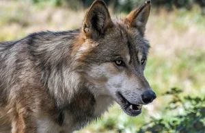 W Niemczech odstrzelą wilki? Ursula von der Leyen wypowiada wojnę