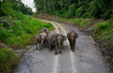 Słonie na liście gatunków zagrożonych!