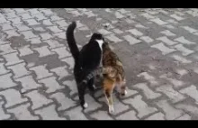 Dwa kocury odrzucają kotkę która ma ruje. Ona sama na nich się pcha.