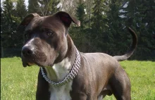 I znowu psy: Cztery psy zagryzły 80-latka