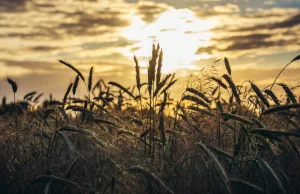 Gembicka: Tranzyt zboża przez Polskę jest możliwy, ale...