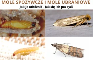 Mole w domu - Jak się ich pozbyć nie szkodząc własnemu zdrowiu?