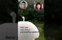 Pająki latają na odległość wielu kilometrów