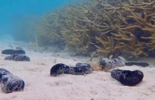 Sekret Ratowania Raf Koralowych - Skromny Ogórek Morski W Roli Głównej