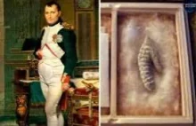 Członek Izby Lordów o odkrytym penisie Napoleona: przypomina dziecięcy paluszek