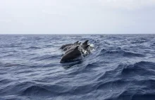 Tysiące martwych delfinów na brzegach Morza Czarnego. Winę ponosi wojna
