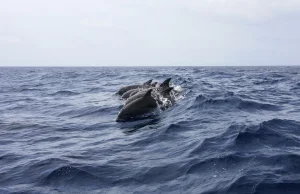 Tysiące martwych delfinów na brzegach Morza Czarnego. Winę ponosi wojna