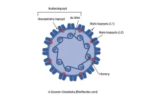 Wirusy brodawczaków ludzkich (HPV) a rak szyjki macicy