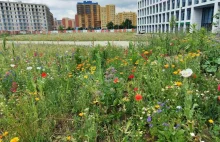 Nowa, największa we Wrocławiu łąka kwietna zadba o mikroklimat i ograniczy smog