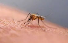 "Coś, czego wcześniej nie widziałem". Znaleziono pierwsze komary na Islandii