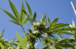 Wyspy Dziewicze Stanów Zjednoczonych zalegalizowały marihuanę