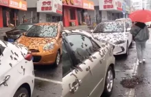 W Pekinie spadł "deszcz robaków".
