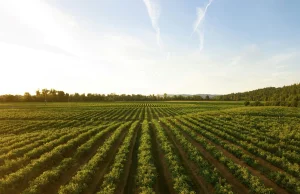 Farma agrofotowoltaiczna w zachodniopomorskim – produkcja energii i uprawa