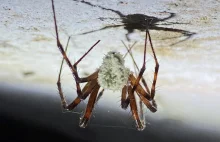 Europejski zombie-grzyb nazwany na cześć Attenborough. Infekuje pająki