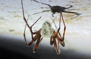 Europejski zombie-grzyb nazwany na cześć Attenborough. Infekuje pająki