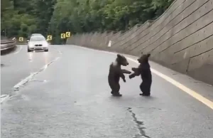 Niezwykłe wideo z Tatr. Wszystko się nagrało