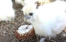 Niezwykła uczta piskląt