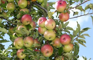 Co 4. jabłko w Europie pochodzi z naszych polskich sadów