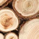 Miliony ton polskiego drewna trafiło za granicę. Wkrótce ograniczenia