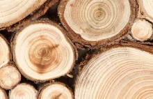 Miliony ton polskiego drewna trafiło za granicę. Wkrótce ograniczenia
