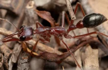 Entomologia i etymologia: Mrówka