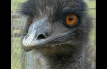 Telefon w sprawie Emu