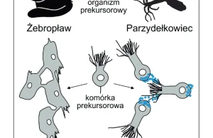 Ile razy powstawał układ nerwowy?