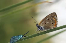 Na tropie rozwikłania tajemnicy metamorfozy u owadów