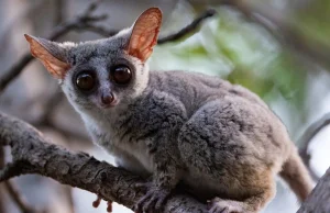 Galago senegalski jest niewielką małpiatką, która wydaje zaskakujące dźwięki