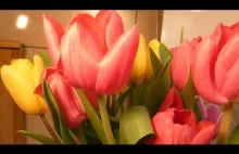 Żółte i różowe tulipany pod makro